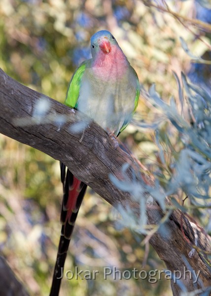 Larapinta_20080616_830 copy.jpg - Princess parrot  (Polytelis alexandrae) , Alice Springs Desert Park